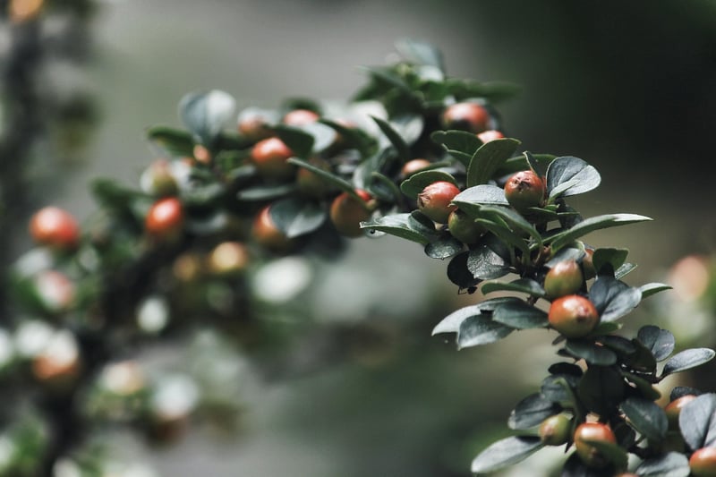 Spellbinding shrubs