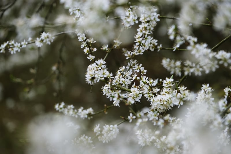 Phoenix Blossom