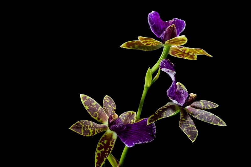 Dragon Orchid